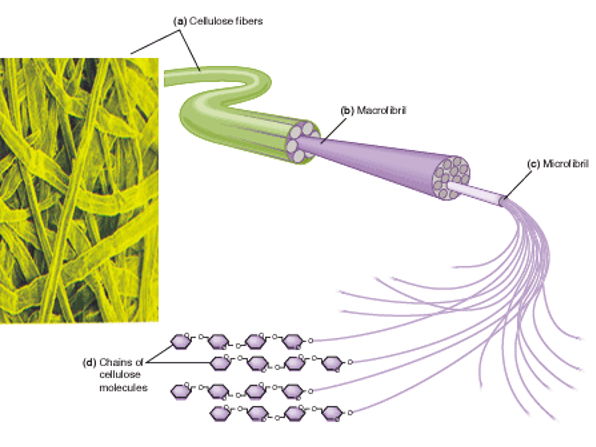 AQA 3.1.2 Polysaccharides