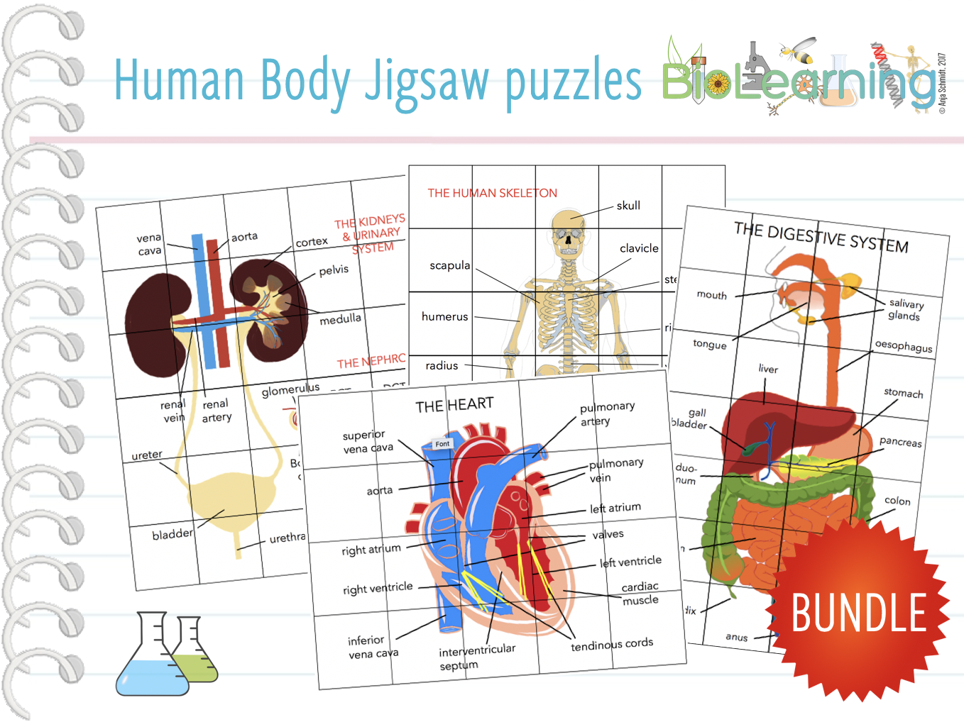 Human body 4x Jigsaw Puzzles (KS3/KS4) Teaching Resources