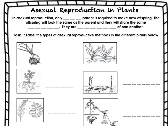 Asexual Reproduction In Plants Teaching Resources 2941