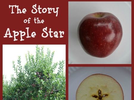 Investigations with apples