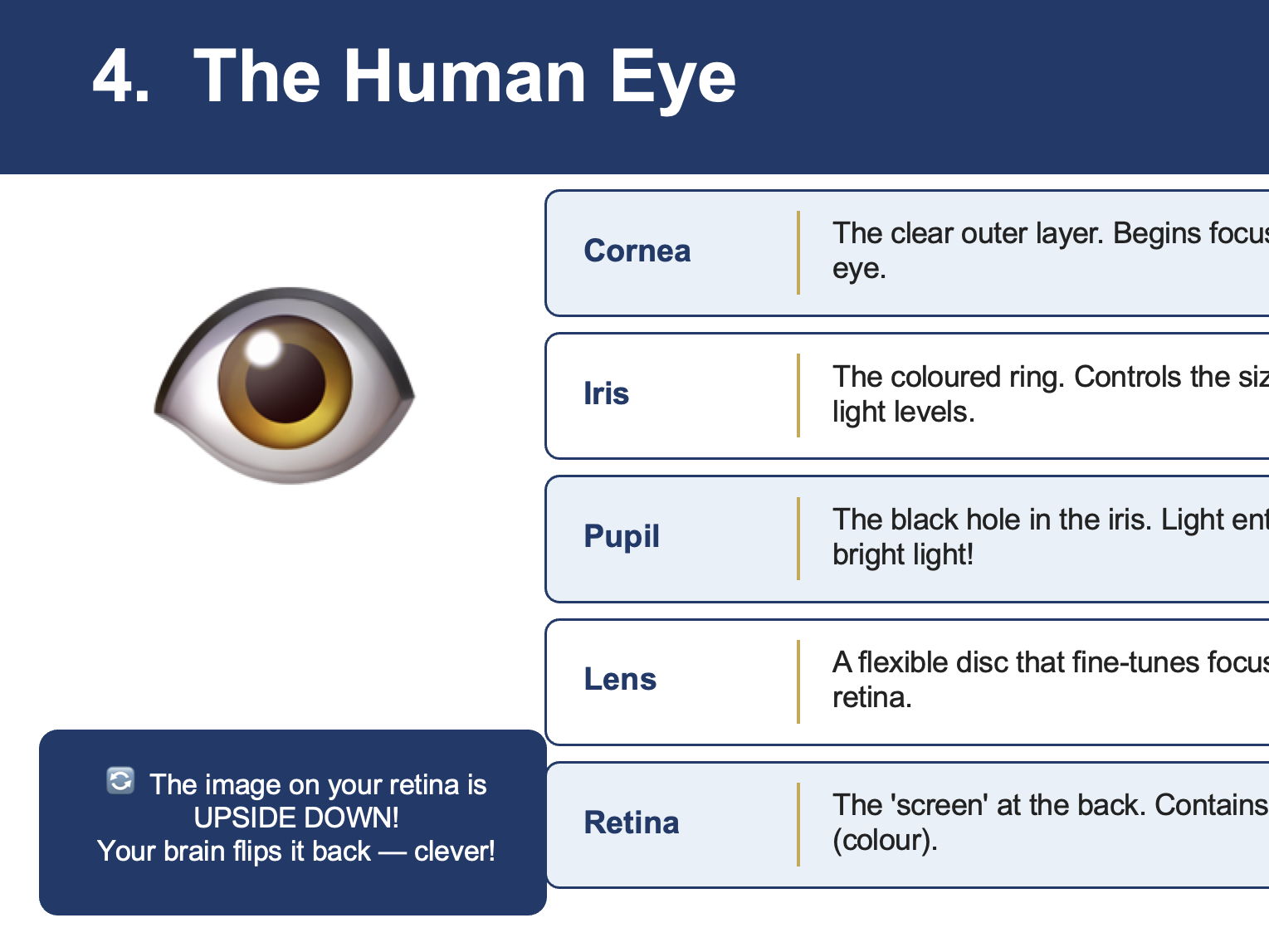 Year 6 Science: Light & the Eye - Complete Bundle