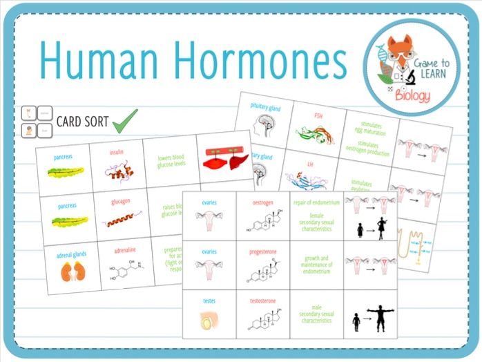 Human Hormones - Card sort (KS4/5) | Teaching Resources