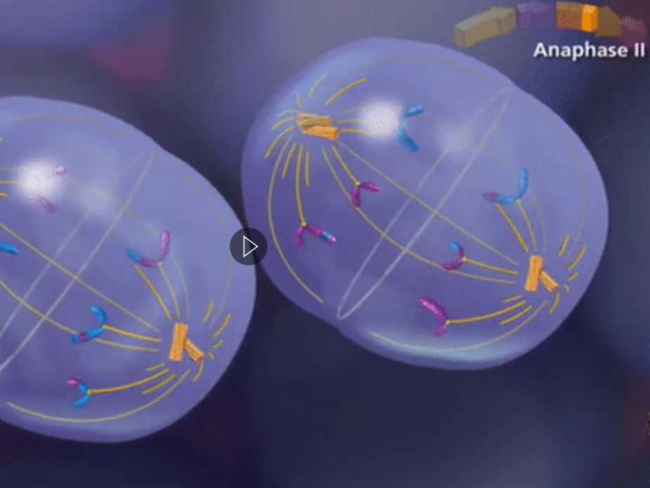 Mastering Meiosis: A Complete A-Level Biology Lesson Pack