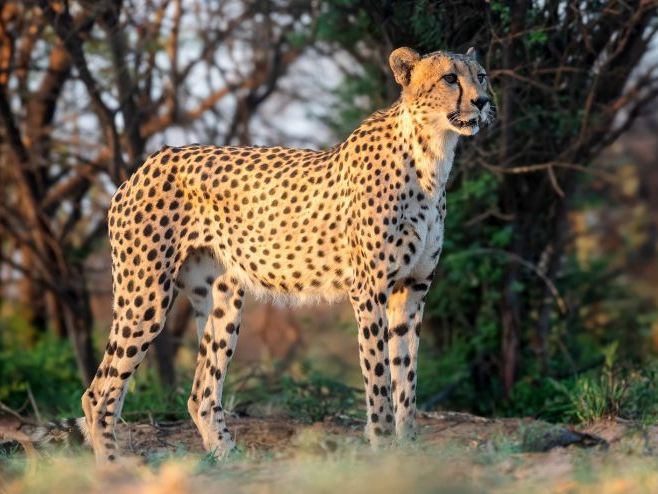 Cheetah Day Assembly