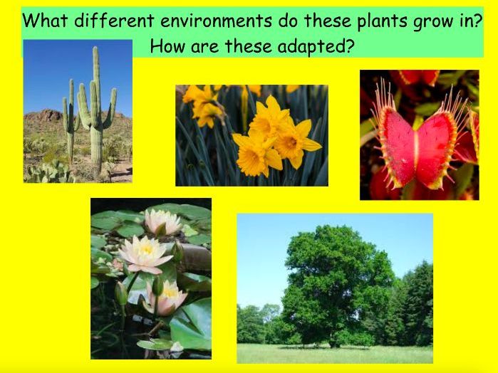 Discover How Plants Survive in Their Environments  - KS2 Science 2-Lesson Pack