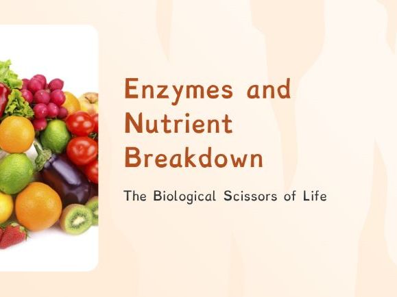 Organisms: Enzymes and Nutrient Breakdown  (PPT + Worksheet)