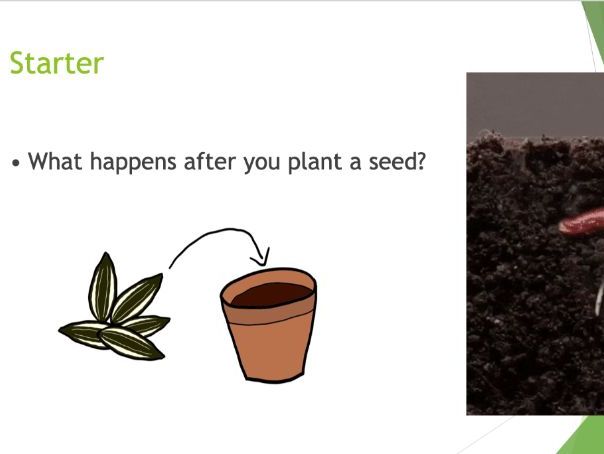 KS3 Plant Structure PPT and comprehension
