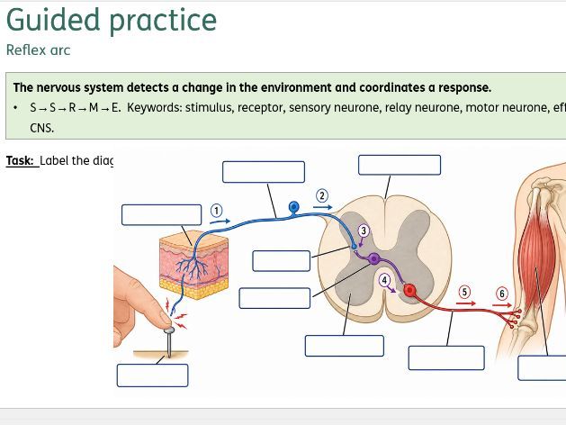Bio. AQA Homeostasis - Guided practice