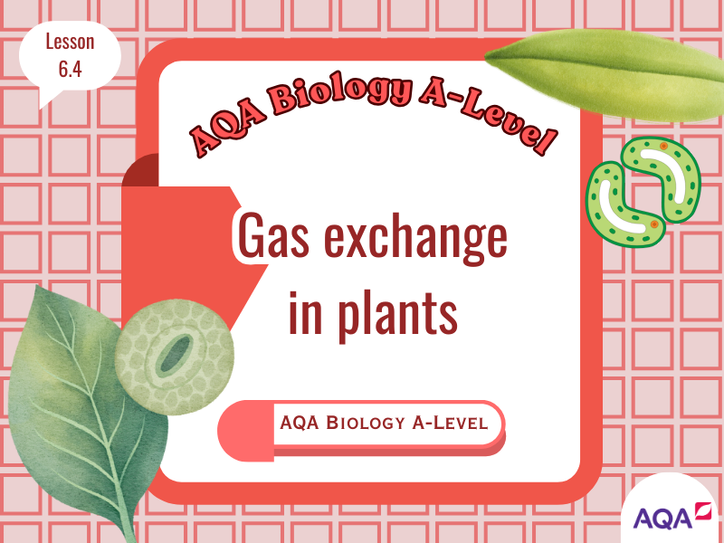 Gas Exchange in Plants (Specification 3.3.2) - AQA A-Level Biology