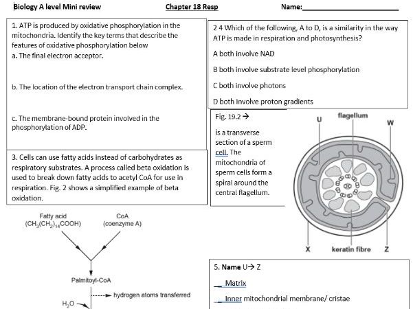 Mini assessments/ reviews OCR A Biology Mid unit Checkpoints