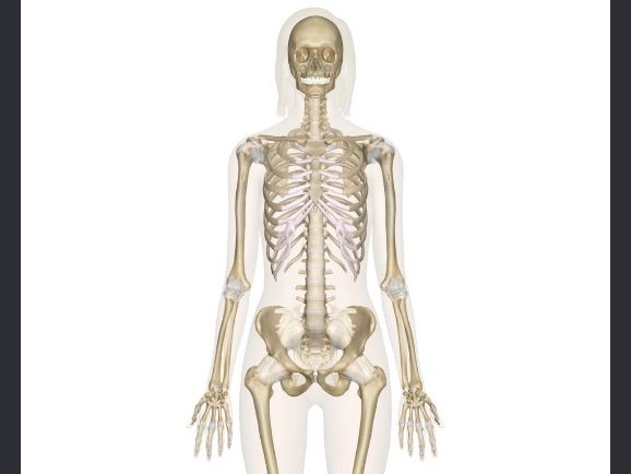 Year 2- The Human Body