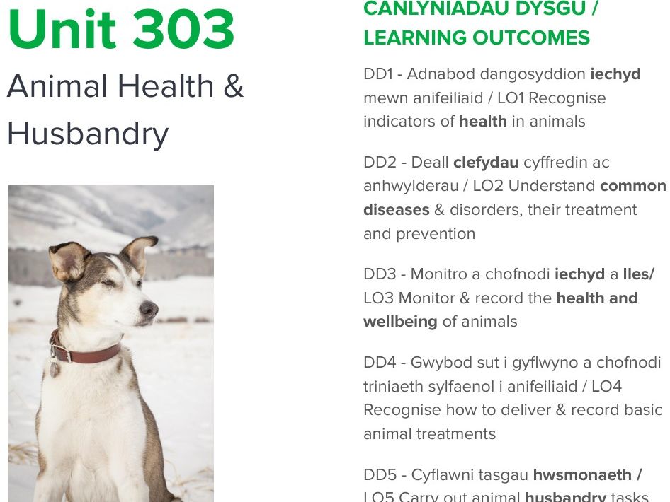 L3 Adv Tech Dip in AM: Unit 303 Animal Health & husbandry LO3 & LO4