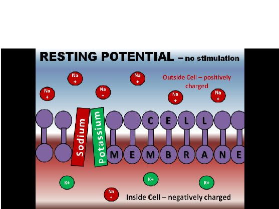 action potential interactive animation