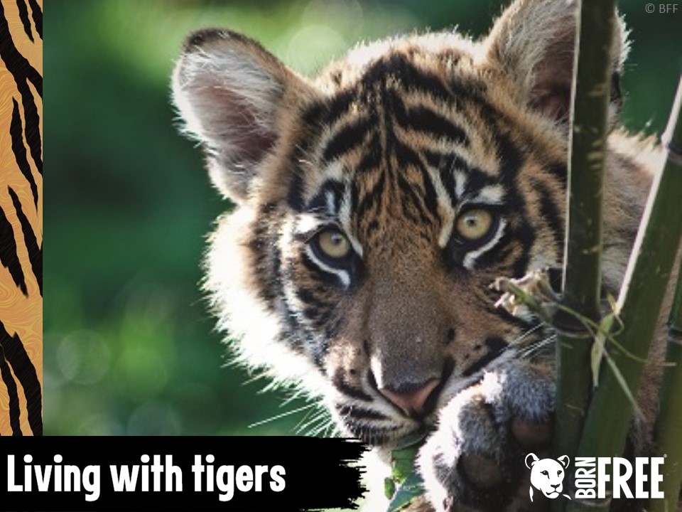 Tremendous Tigers Characteristics, habitats, threats and solutions. KS2 unit of work. Born