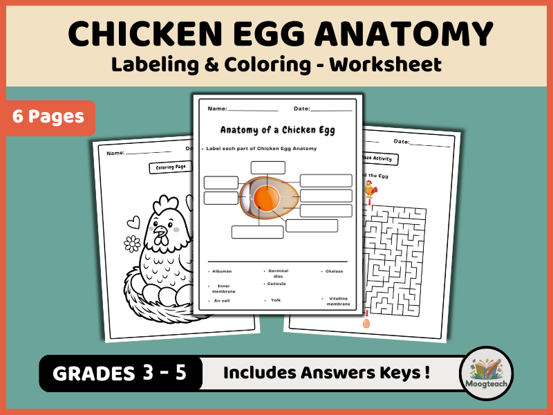 Chicken Egg Anatomy Worksheet Pack | Labeling, Coloring & Word Search (K-2 Life Science PDF)