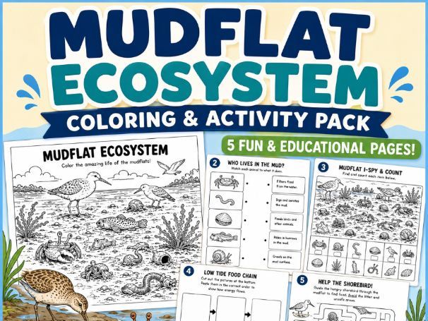 Mudflat Ecosystem Coloring & Activity Pack (K-grade3)