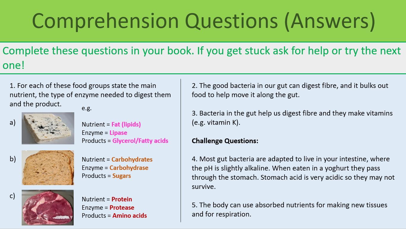 Bacteria and Enzymes in Digestion KS3 Year 8 Teaching Resources