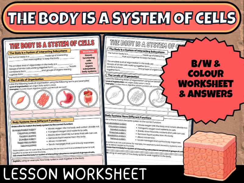 The Body Is a System of Cells Worksheet - Levels of Organisation Biology Science