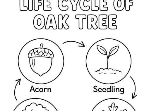 Life Cycle of a Oak Tree/ Acorn Tree Colouring Page
