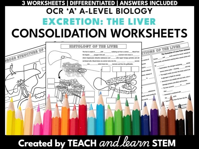 Liver A-level Biology Summary Worksheets | OCR Excretion Module 5