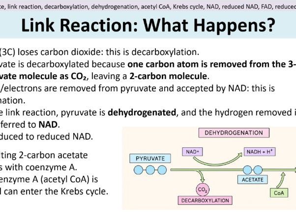 Link Reaction and Krebs Cycle - AQA A Level Biology