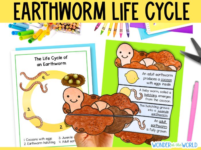 Life cycle of an earthworm sequence and fold craft activity worms cut and paste KS1 KS2