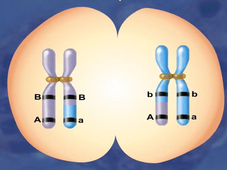 Meiosis, Fertilisation, and Genetic Variation: A-Level Biology Lesson Pack