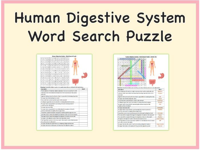 Human Digestive System - Word Search Puzzle Worksheet Activity, Printable PDF