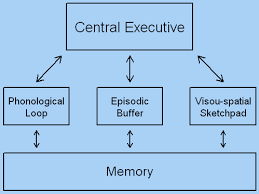 Working Memory Model Mind Map Bundle - AQA A Level Psychology 2025
