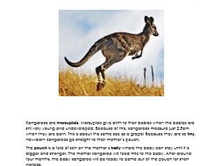 Kangaroos