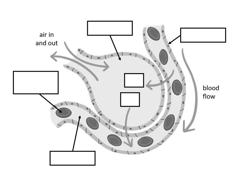 Diagrams Exchange Surfaces GCSE (AQA) Teaching Resources