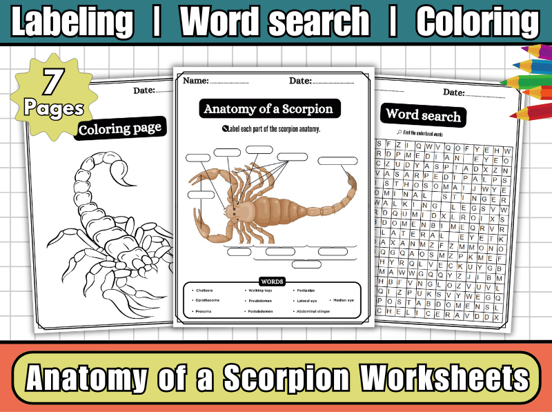 Anatomy of a Scorpion-Parts of a Scorpion Labeling Worksheet,Coloring & Word Search-Science Activity
