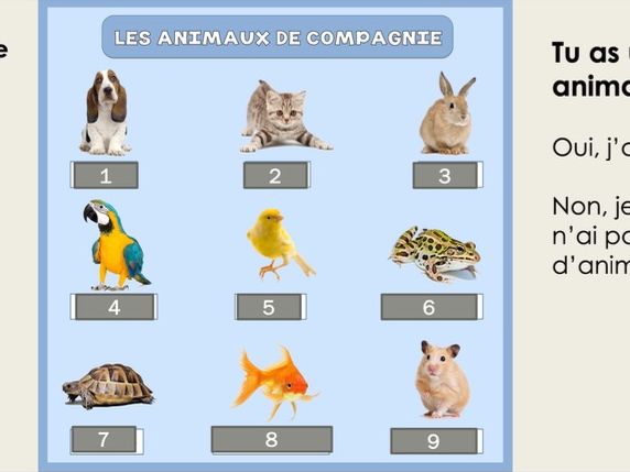 KS3 French Pets & Animals | Les Animaux | Year 7 | Avoir & Plurals