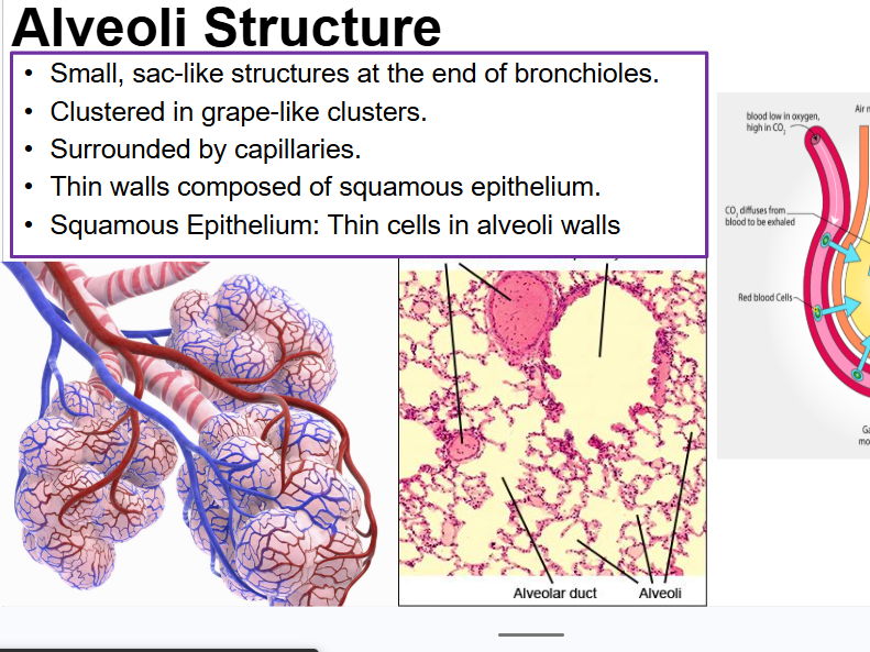 Gas Exchange - Eduqas - AS/A Level plus Exam Questions