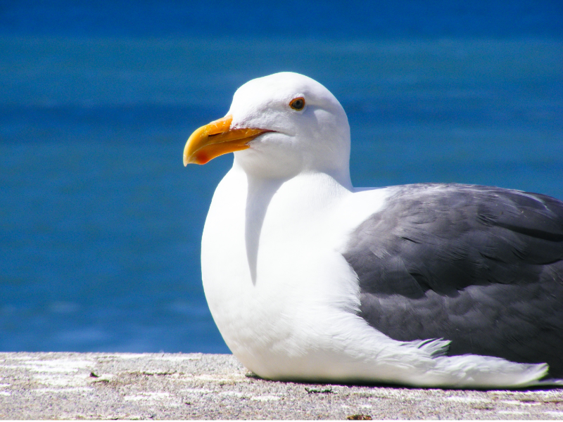 Explaining mindfulness: The Hungry Seagull