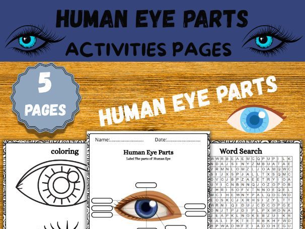 Human Eye Anatomy Worksheets|Human Eye Anatomy