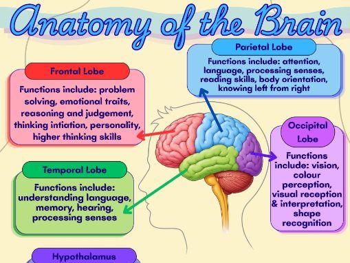Poster: Anatomy of the brain