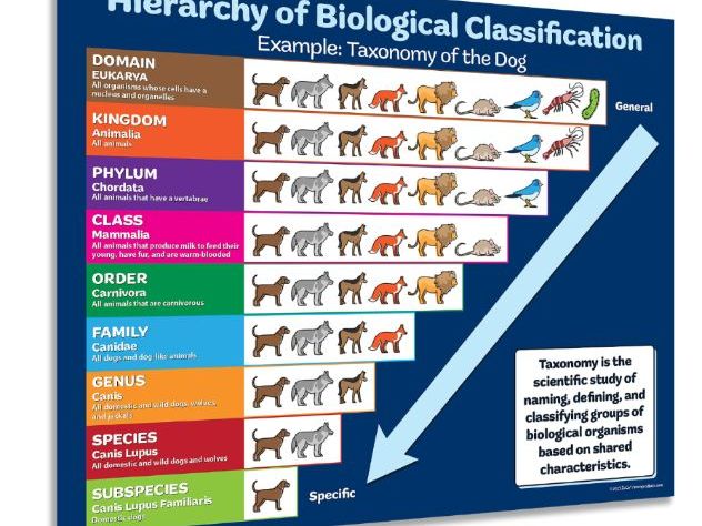 A Level Biology - Classification