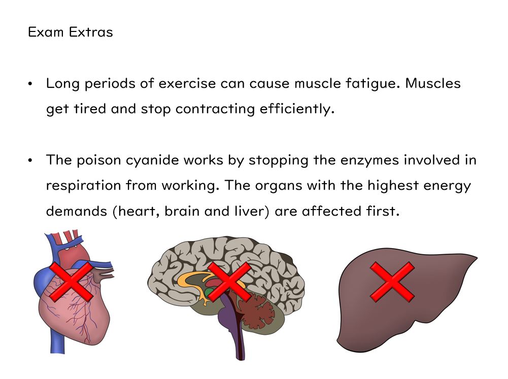Respiration Slides and Worksheet (GCSE Biology AQA) | Teaching Resources