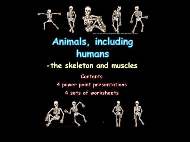 THE SKELETON AND MUSCLES