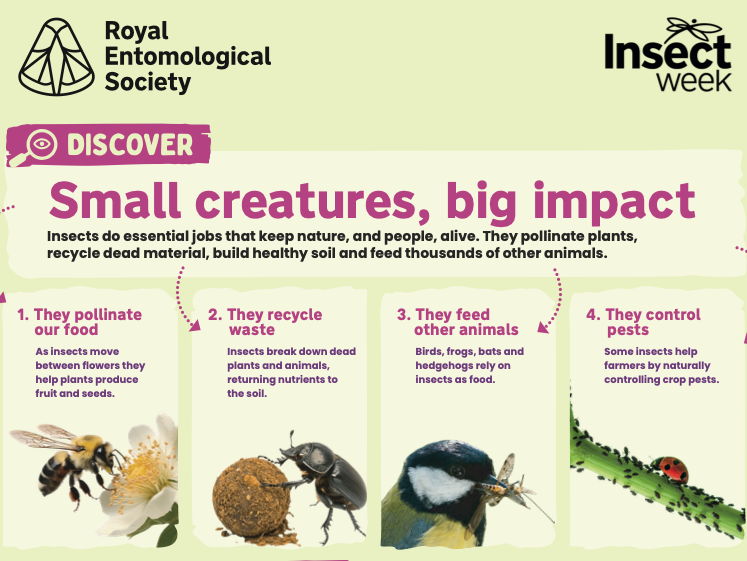 KS3 Insects & Food Webs GCSE