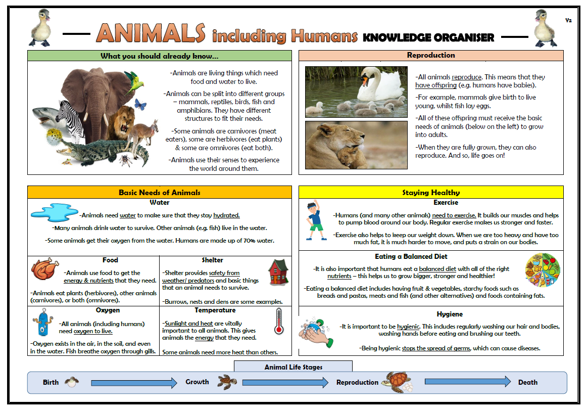 animals-including-humans-year-2-national-curriculum-vannuyspoliceactivity