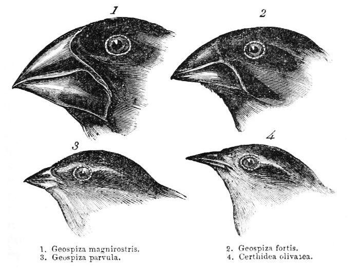 Evolution and Classification Life Skills Program of Study