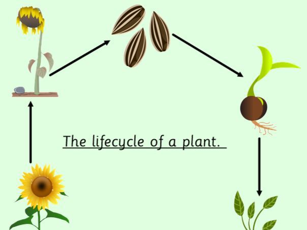 Plant Lifecycle