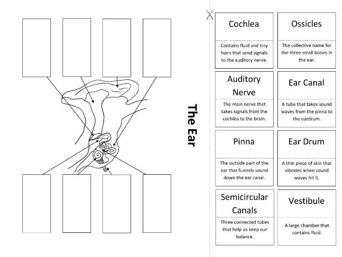 The Ear: Create a Labelled Diagram