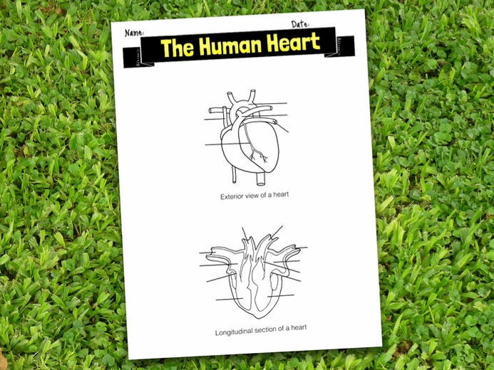 Label the Human Heart