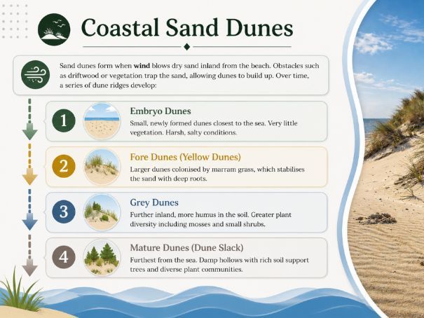 iGCSE Geography - Physical processes that shape the coast