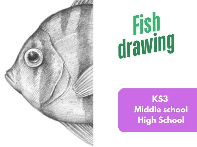Fish Drawing - Great cover lesson or drawing Practise