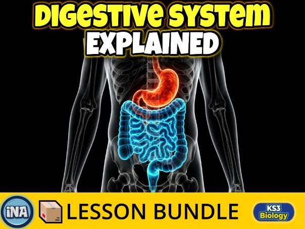 The Human Digestive System - Complete KS3 Biology Lesson Pack