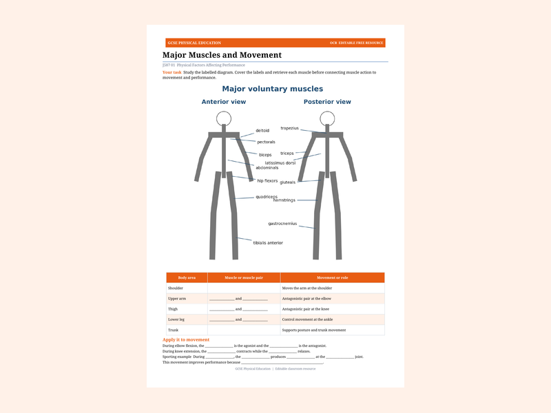 Major Muscles and Movement